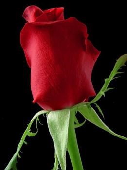 I hope you like this rose mum i got it just for you as i know this is your favourite flower..