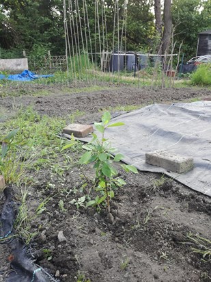 A new tree planted down the allotment for Mam