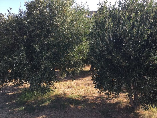 Our beautiful Olive trees.  John’s ashes were scattered underneath 