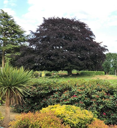 Copper beech tree at Shooters Hill Golf Club