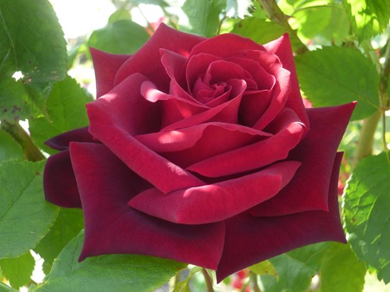 Carol's Rose 2013 - In Memory of Mum