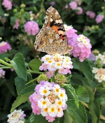 Butterfly pink flowers.jpg