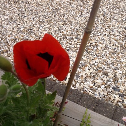 Poppy of Remembrance