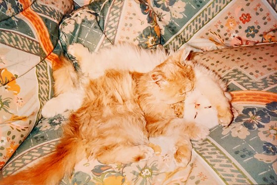 Toby (white) and Junior (ginger) Persian brothers - devoted to Pat