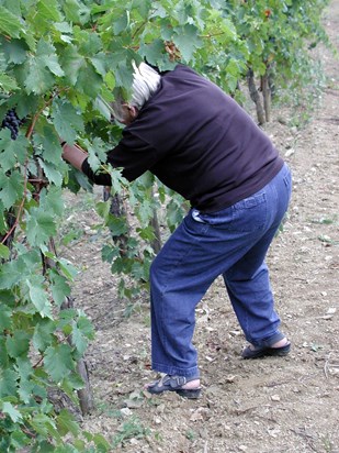 Pam Villa Pia Grape Harvest