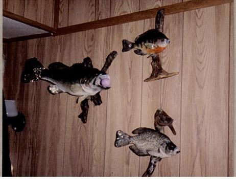 Don's fish collection