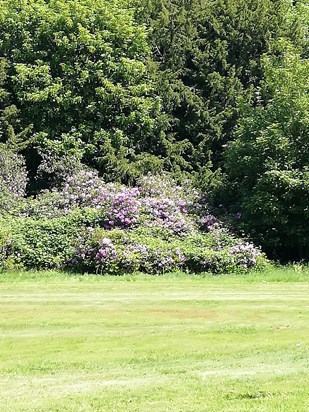 Thinking of you today been to the coast today had fish and chips and 3 deep breaths, went and saw the rhododendrons at sandringham you would have loved them💔💕xxhad