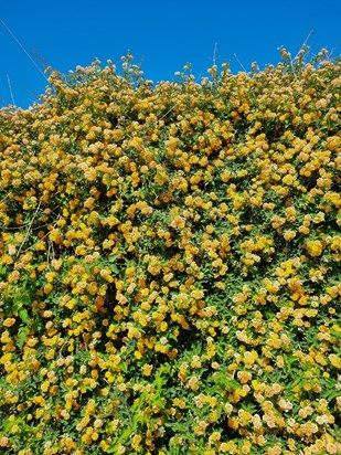 You always loved flowers this is a hedge I thought of you when I saw it xxxx