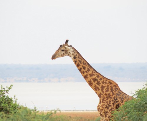 Chris' favourite safari animal, "twiga" in Swahili