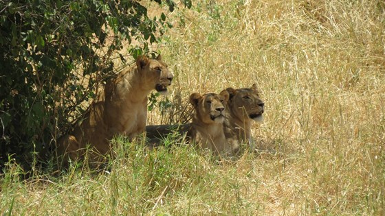 Tarangire lions