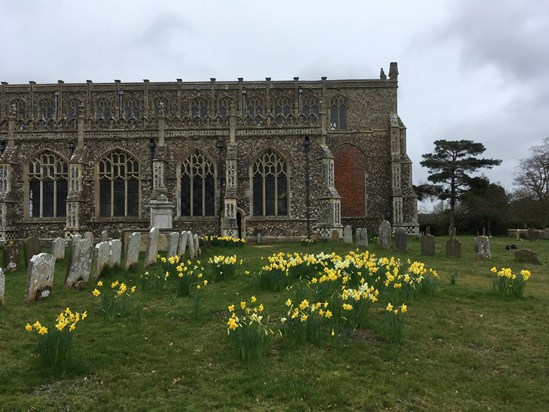Daffodils planted by Anne and David at Blythburgh Church