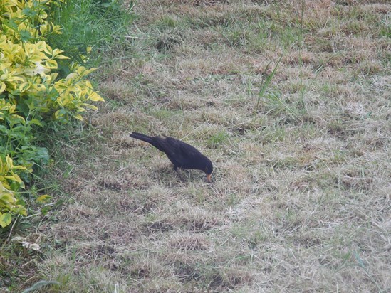 Your little friend Nobby the blackbird visited - I think you sent him to cheer me up