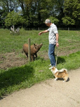 Pigs on the IOW