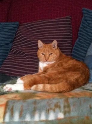 AJ - the handsome rescue ginger cat who stole Donna’s heart many years ago. He will have been waiting for Donna at Rainbow Bridge 🐾💕