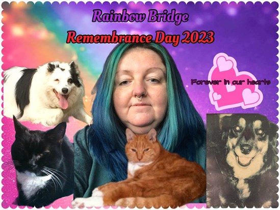 Rainbow Bridge Remembrance Day 2023. Reunited in love with AJ, Simba, Star and Shadow xxxxxxxxx