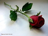 a rose for u mum xxxx