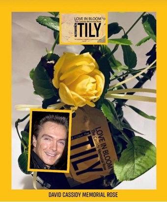 The Cassidy Rose©® a Memorial Hybrid Tea Rose dedicated to David Cassidy 