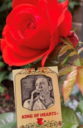 David Cassidy Memorial Rose named “King of Hearts”