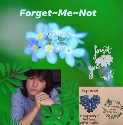 David Cassidy ~ Forget~Me~Nots in your memory we will never forget you 