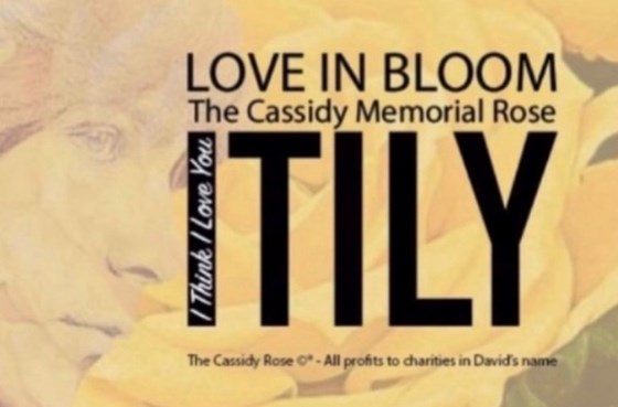 David Cassidy Memorial Rose “I Think I Love You”