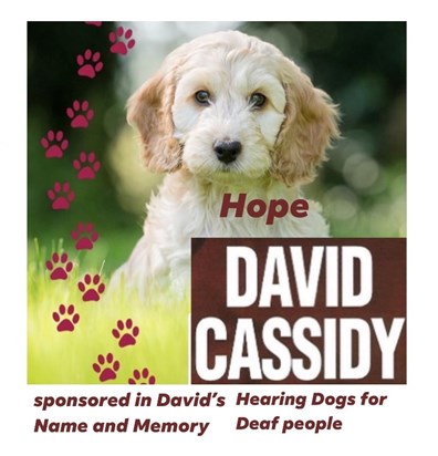 “Hope” Sponsored in Memory of David Cassidy- Hearing Dogs for Deaf people 