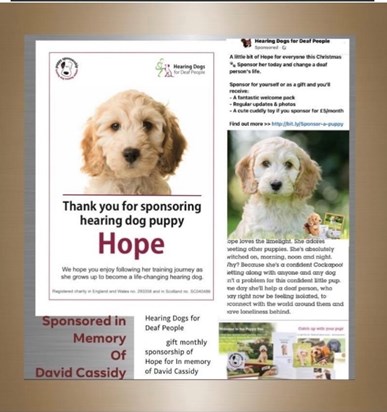 “Hope” sponsored in Memory of David Cassidy hearing dogs for deaf people 