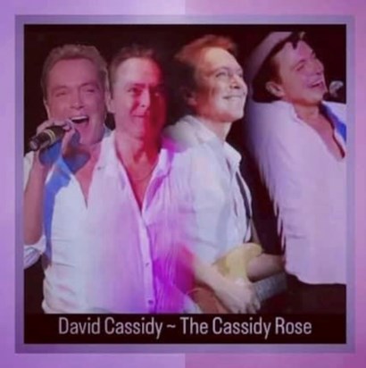 Celebrating the Life of David Cassidy ~ The Cassidy Rose