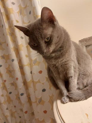 Bed time for Smokey always loved to come up stairs and share the bed.