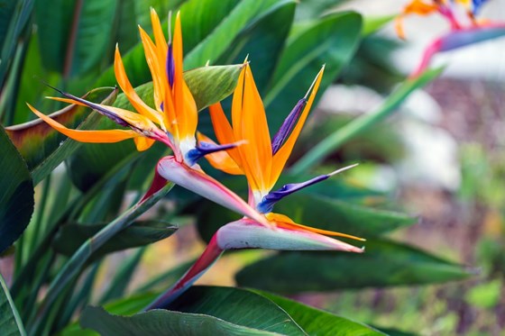 bird of paradise plant