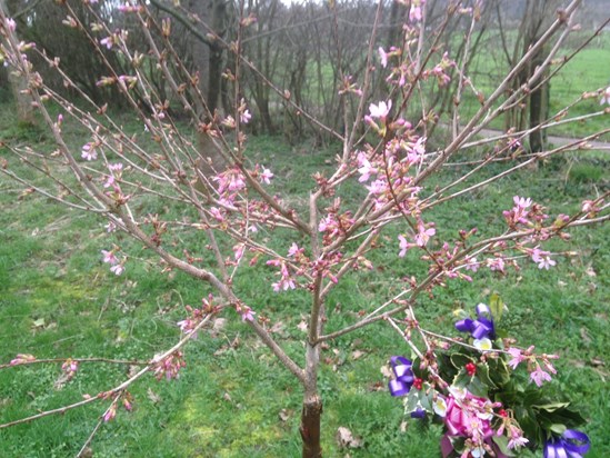 Your cherry blossom out in flower looking beautiful darling miss and love you so much sleep tight xxxx????