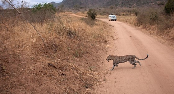 leopard running across the road. we got so close!