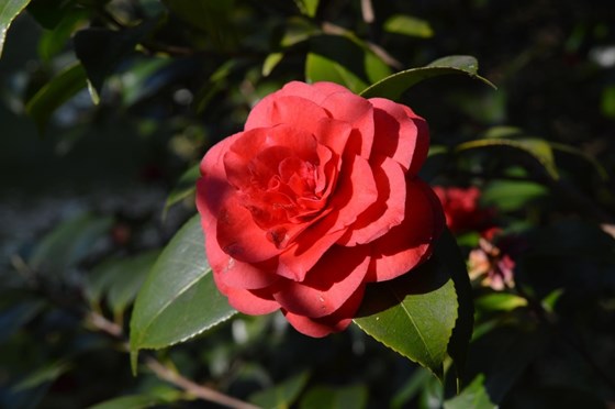 Camelia; Robin remembered the bush was planted when Raymond moved to the house in 1935