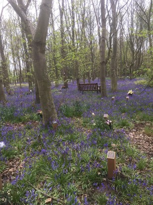 Bluebells galore, dear Chris’s choice 77729799 203F 4C2D BCB4 349842AC89CD