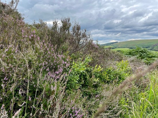 Nab Hill, Anglezarke