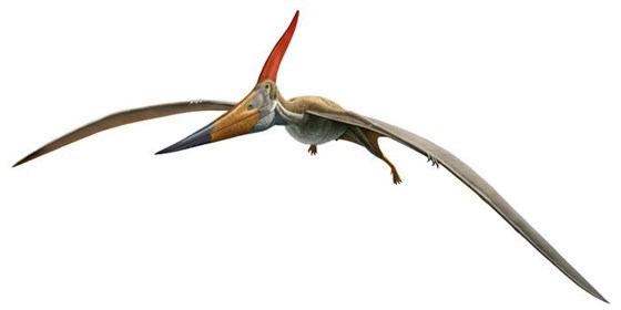 Pteranadon Exhibit at the Museum of Natural History 