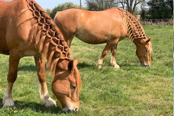 Suffolk Punch