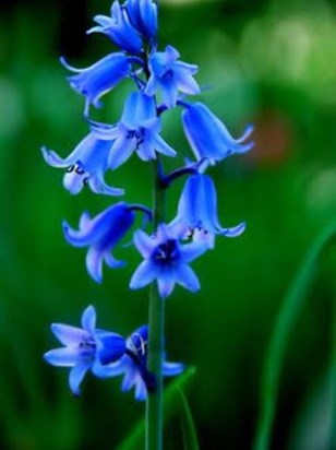 Your Blue Bells will always be BLUE