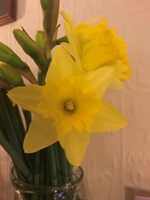 Our Daffodils in remembrance. We miss you Jackie
