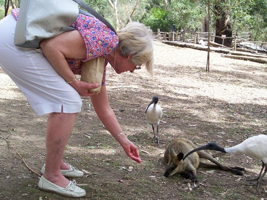 Last trip to Oz- feeding a roo