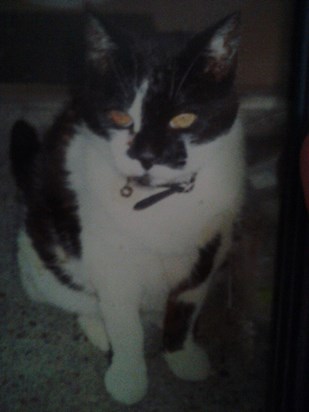 Mum's tribute page wouldn't be complete without a pic of our beloved family pet, Smokey