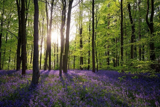 bluebell wood