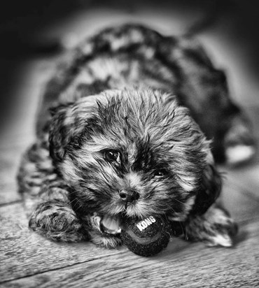 Baxter as a puppy