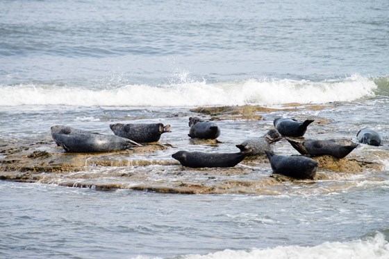 Seals at Portgordon