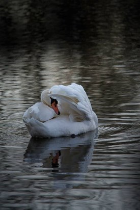 Swan at dusk, River Don