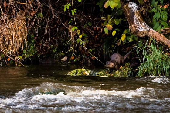 Otters on River Don