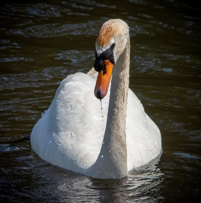 Swan, River Don