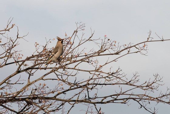 Waxwings at the Langstracht