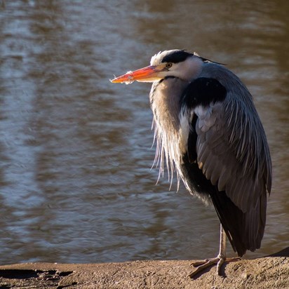 Frosty feathered Heron, River Don