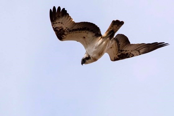 Osprey, River Lossie May 2019
