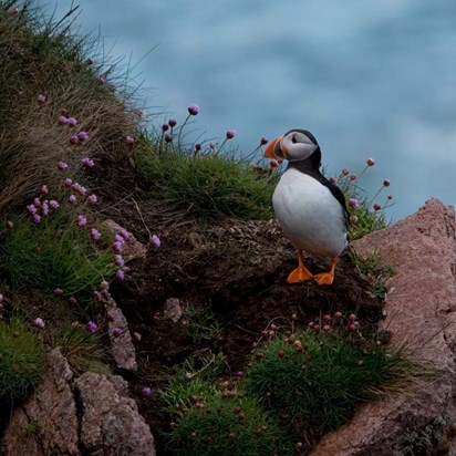 Another Puffin